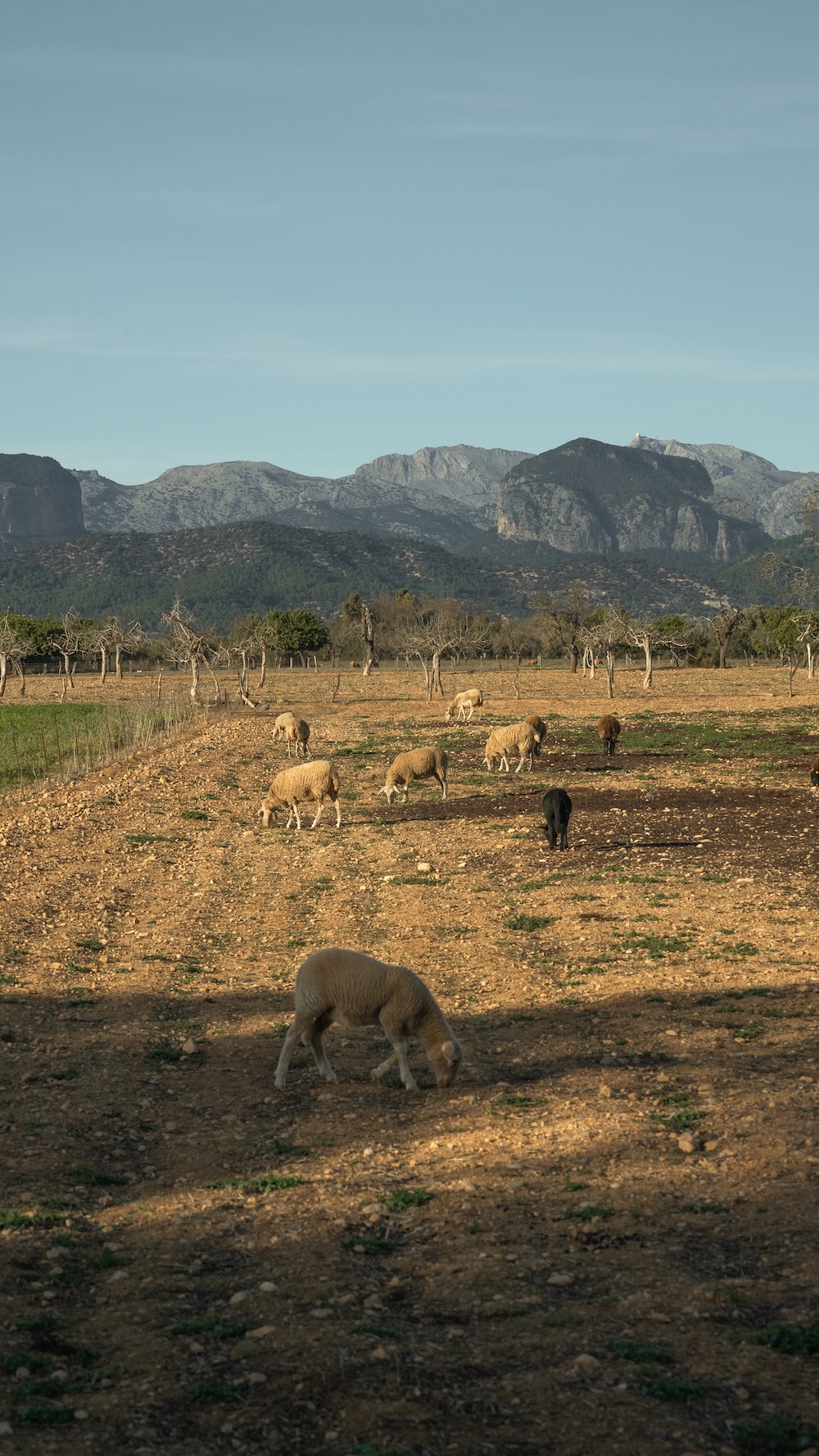 Mallorca heartlands